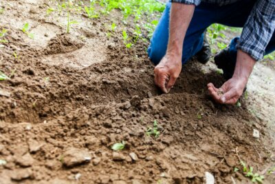 Umirovljenik stavlja sjemenje u zemlju.
