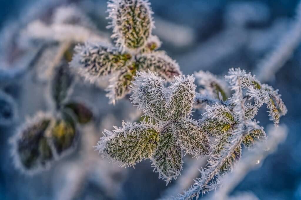 Mraz na listovima biljke