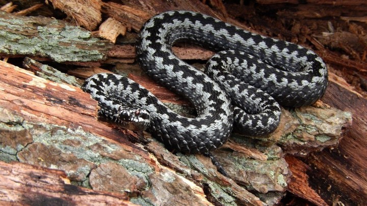 Umirovljenica (80) preminula od ugriza poskoka: 'Pronađena je onesviještena'