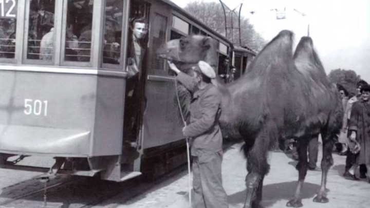 Foto dana: Deva iz Zoološkog vrta na zagrebačkim ulicama