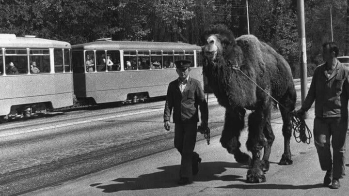 Odbjegla deva prošetala Maksimirom pa vraćena natrag u Zoološki vrt