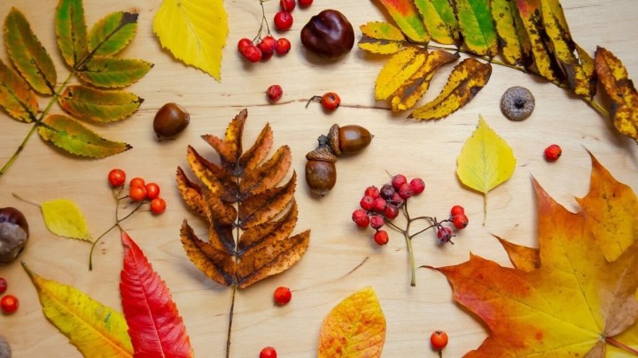 Sezonski posao u Slavoniji: Branjem ovih plodova u prosjeku dnevno možete zaraditi 120 eura