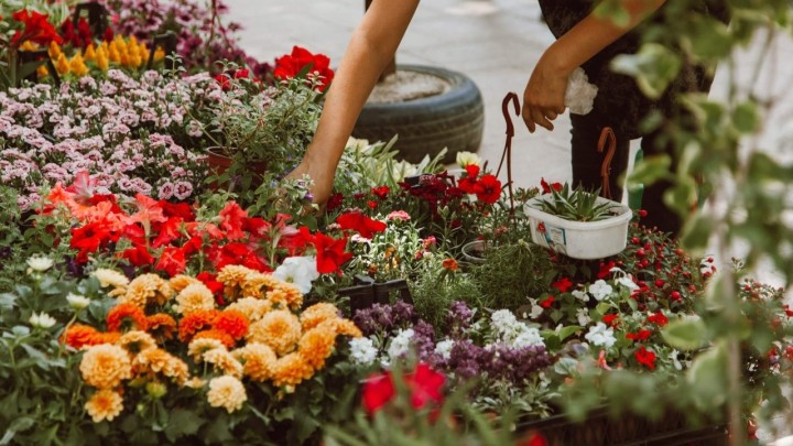 Ove godine će cvijeće za blagdan Svih svetih biti poprilično skupo, evo koliko ćete morati izdvojiti