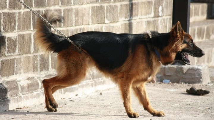 Umirovljenikov pas ugrizao prolaznika, prijeti mu do 1.000 eura kazne