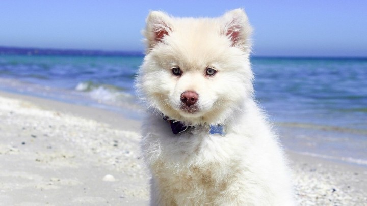 Toplinski udar kod životinja: Kako ga prepoznati i što napraviti kada do njega dođe?