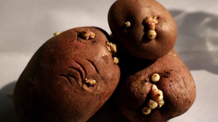 Vlada nestašica mnogima omiljenog povrća, a uskoro bi mogao i poskupjeti