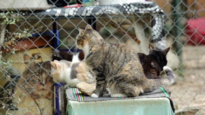 Umirovljena profesorica brine o mačkama lutalicama u Splitu: 'Stranci imaju više razumijevanja'