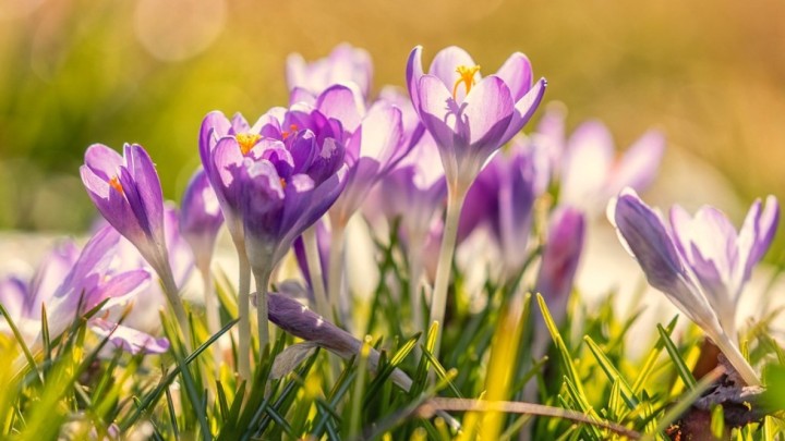 Jeste li znali? Branje visibaba i drugih proljetnica strogo je zabranjeno, a kazne su drakonske
