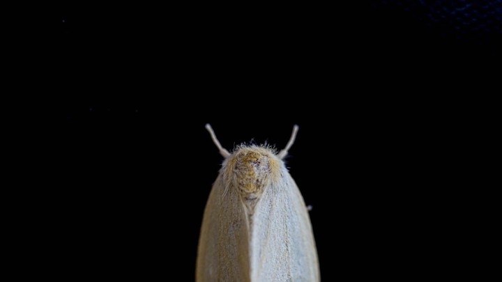 Donosimo 5 jednostavnih trikova kako se riješiti moljaca