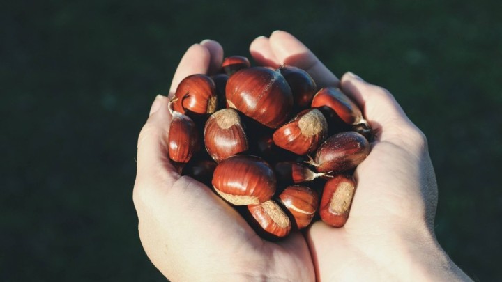 Kesteni - Omiljeni jesenski plodovi koji su bogati nutrijentima i vitaminima, ali treba paziti na jednu stvar