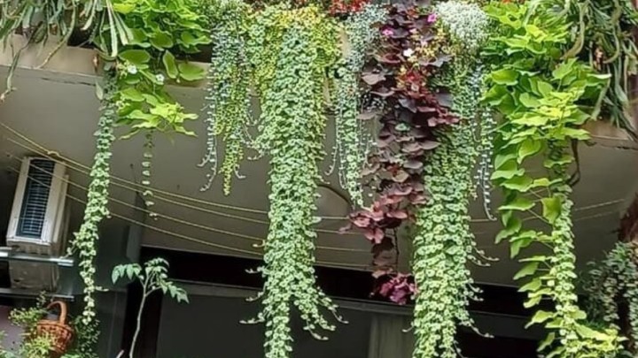 Pričali smo s vlasnicom najljepšeg balkona: 'Cvijeće zahtjeva brigu, novce i najvažnije - pravu ljubav'