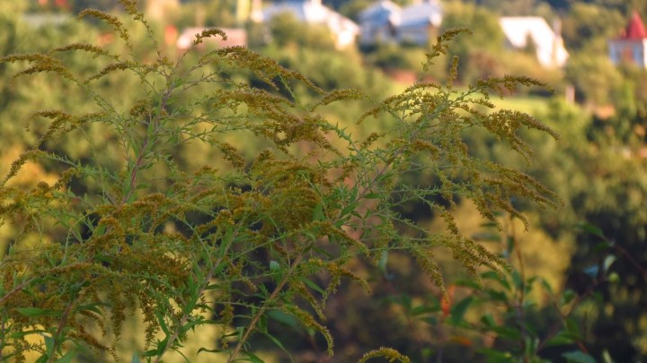 Donosimo nekoliko načina kako spriječiti, ali i liječiti, alergiju na pelud ambrozije