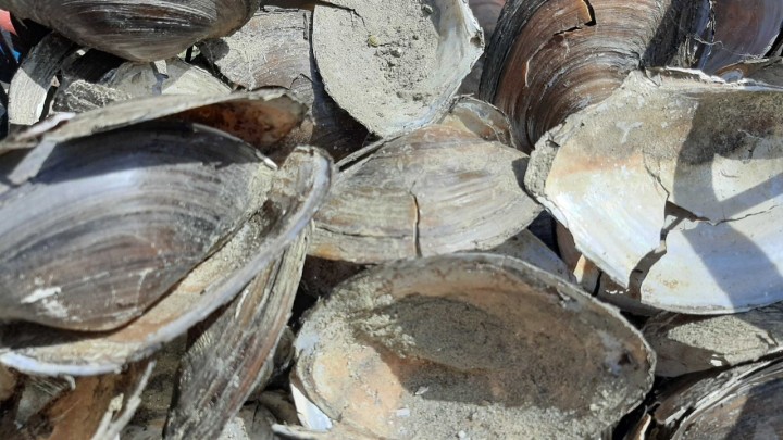 Ekološke alternative plastičnim posudama za rasade: posude od papira, kartona i školjaka