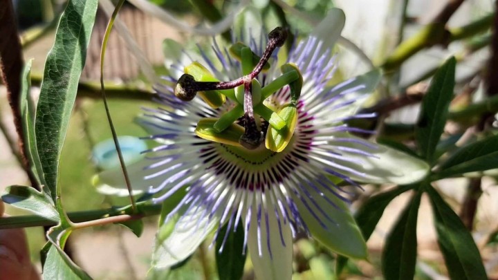 Pasiflora: Ukras, lijek, otrov, slastica ili sve od navedenog