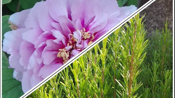 Hrana, lijek ili otrov - Znate li što uzgajate u svom vrtu?