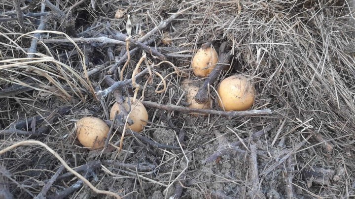 Želite uzgajati krumpir, ali bez okopavanja? Uzgojite krumpir u slami