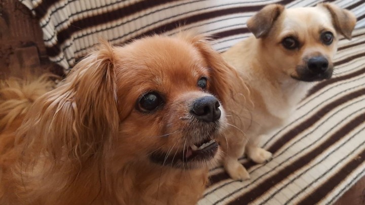 Osim na nas, vrućine utječu i na naše najbolje prijatelje – kako pomoći kućnim ljubimcima tijekom vrućina?