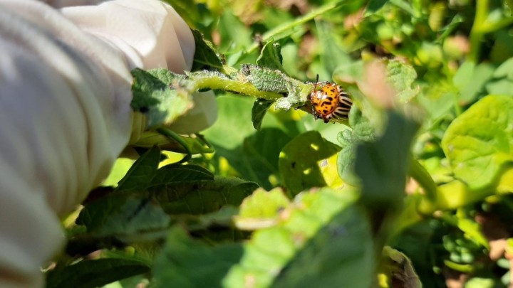 Hranidbeni lanac kukaca – jesu li zbilja svi štetnici potpuno štetni?