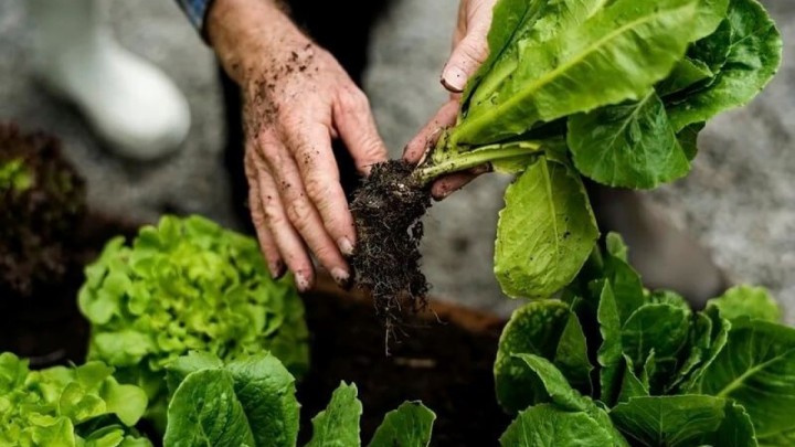 Vrtom protiv poskupljenja: Svaki treći umirovljenik "pojačat" će sadnju!