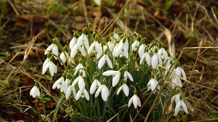 Državni inspektori upozorili: Evo kolika je kazna za branje visibaba...