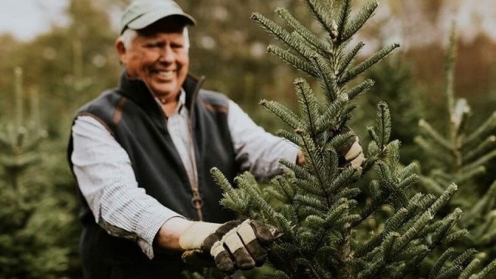 Potvrdila i znanost: Božićno drvce može popraviti vaše zdravlje!