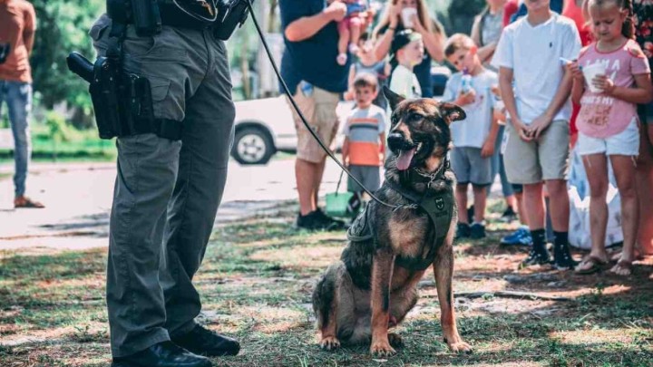 Poljaci odlučili: Psi koji su radili za državu imaju pravo na - mirovinu!