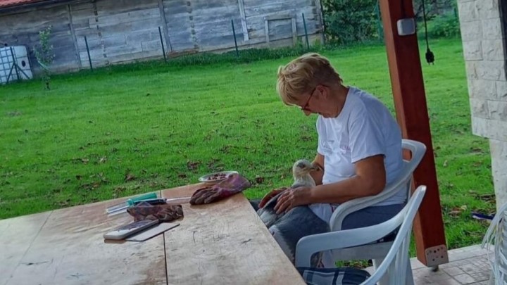 Umirovljenica Ljiljana učinila je ono što mnogi ne bi, spasila život jednom galebu