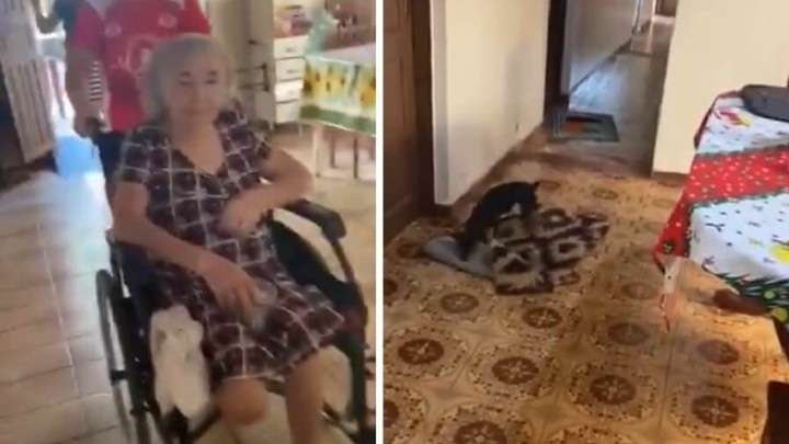 Nevjerojatan prizor: Pas pomiče tepihe kako bi baka u kolicima mogla lakše proći