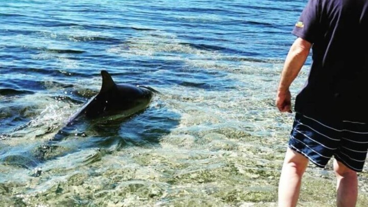 [VIDEO]Prekrasni delfin posjetio ljude u plićaku, no priča je malo tužnija