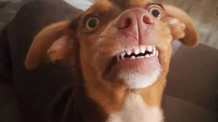 Umirovljenica izgubila zubnu protezu, ispostavilo se da ju je ukrao (i nosio) pas!