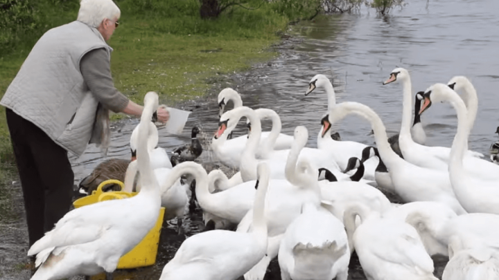 Umirovljenica već 10 godina hrani labude koji su ostali bez hrane kad se gradila brana