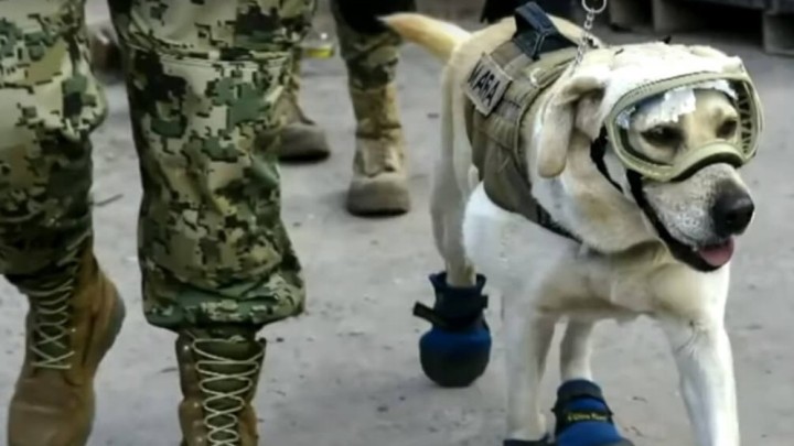 Spasilački pas Frida odlazi u mirovinu, ima 70 "ljudskih" godina