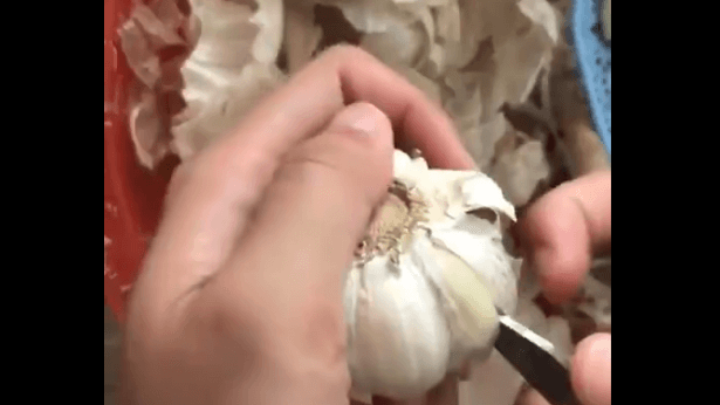 [VIDEO] Volite češnjak? Pogledajte genijalan trik za brzo guljenje