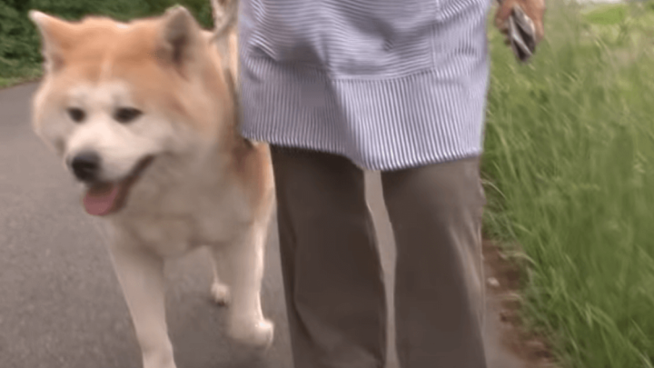 U Japanu daju počast slatkoj akiti jer je spasila 90-godišnjakinju