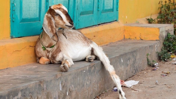 Koza se kući s ispaše vratila sama: Obitelj zabrinuta za 88-godišnju Ljubicu koje još uvijek nema