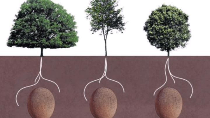 [VIDEO] Ovo bi moglo biti revolucionarno: Umjesto groblja, jedna tvrtka od naših preminulih želi napraviti šumu!