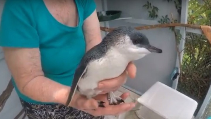 Umirovljena medicinska sestra pingvine uči kako plivati i - preživjeti