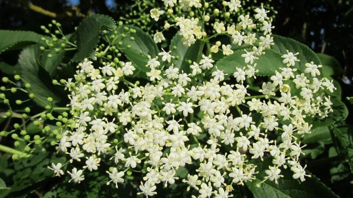 Bakin recept: Ništa ne miriše na proljeće kao domaći sok od bazge