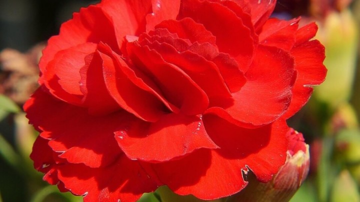 Pogledajte programe ovih gradova za Međunarodni praznik rada 1. svibnja