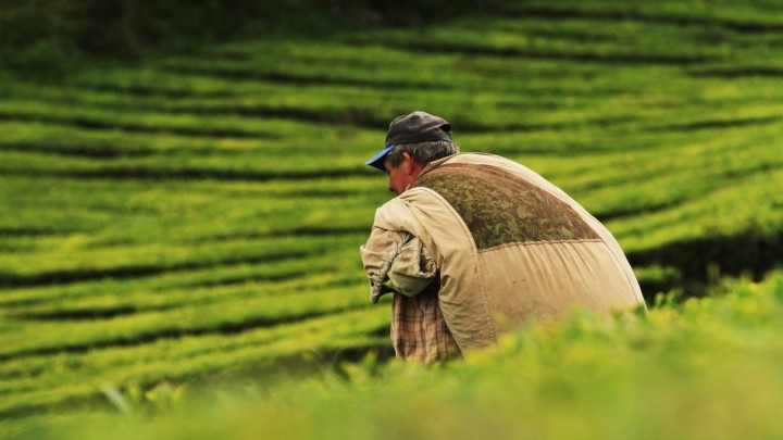 Mirovine poljoprivrednika su se u godinu dana povećale za otprilike 24 posto, dok je korisnika sve manje