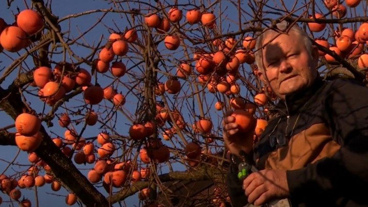 Umirovljenik uzgaja kaki jabuke: 'Sadrži vitamin A i C, dobro je za Alzheimer'