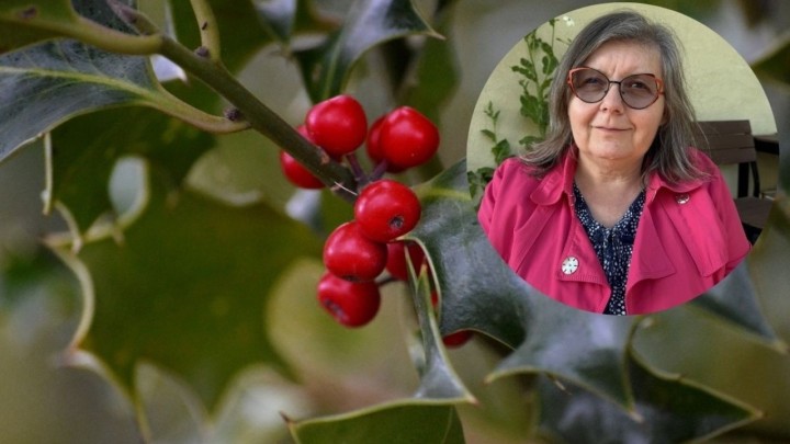 Božikovina kao simbol Božića: Profesorica objasnila u kakvim uvjetima uspijeva