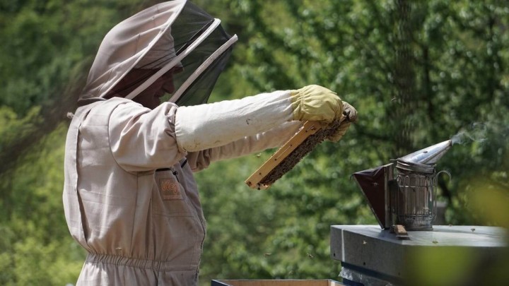 Vlada ograničila cijenu meda, pčelari ogorčeni: 'Ovo daje priliku prevarantima'