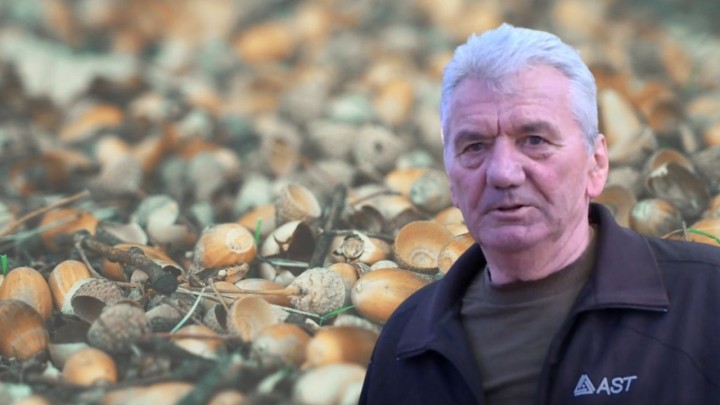 Ivan skuplja žireve, no teško ih nalazi: 'Po cijeloj Bilogori ih nema'