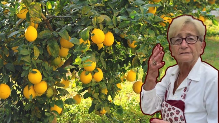Baka Višnja isti limun ima već 45 godina: Objasnila kako radi margotiranje