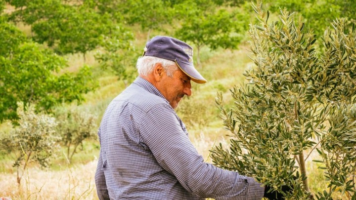 Berba maslina: Većina sorti još nije za branje, ali jedna bi mogla biti zrela ranije