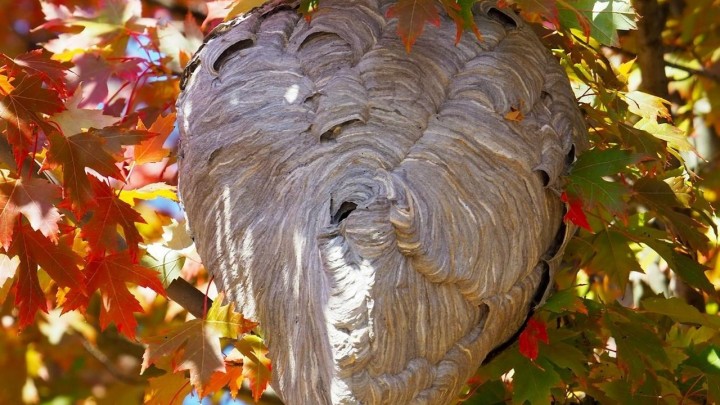 Grad pod najezdom stršljena: 'Prave gnijezda veličine četiri nogometne lopte'