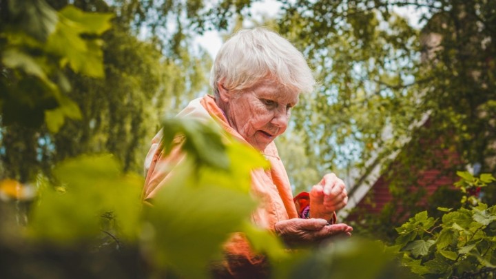 Prednosti posjedovanja biljaka za starije: Evo koja vrsta zahtijeva malo brige