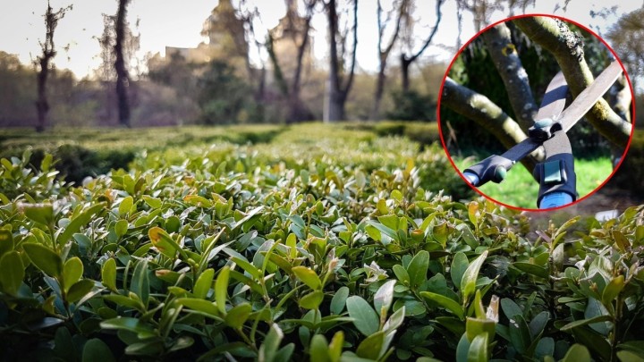 Orezivanje živice: 'Ovisi o vrsti i obliku koji želimo, a alat mora biti oštar'