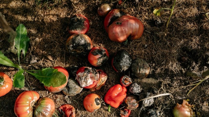 Kompost lako možete izraditi kod kuće: Potrebno je znati što se u njega baca, a što ne